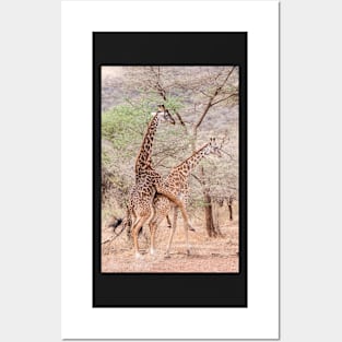 Serengeti Giraffe #4 Posters and Art